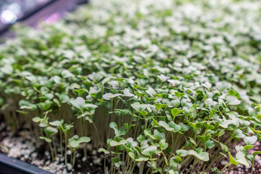 radish-microgreens-tray-indoor-growing.jpg