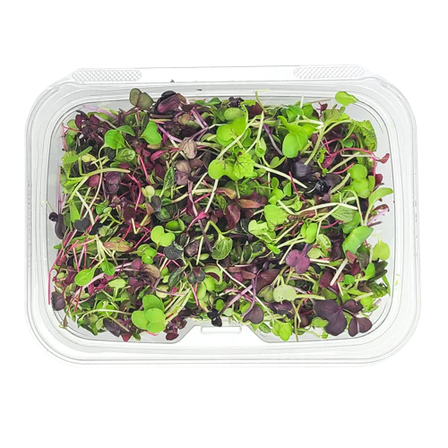 Keep Your Microgreens Fresh: Maximizing Flavor and Nutrition at Home