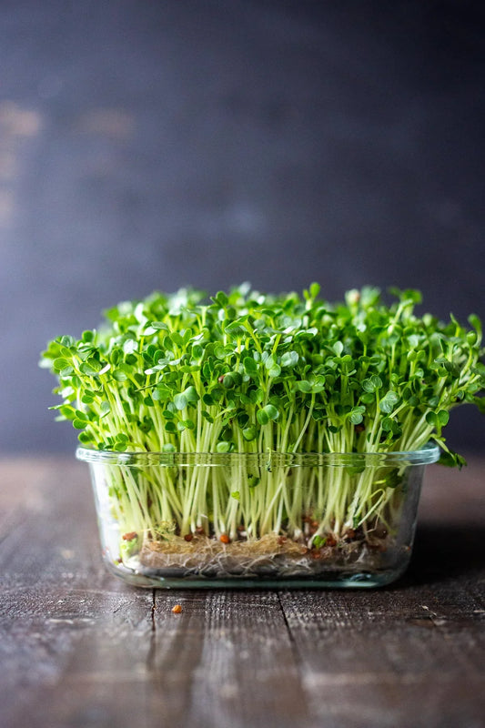 Broccoli Microgreens: Unpacking Sulforaphane's Health Potential