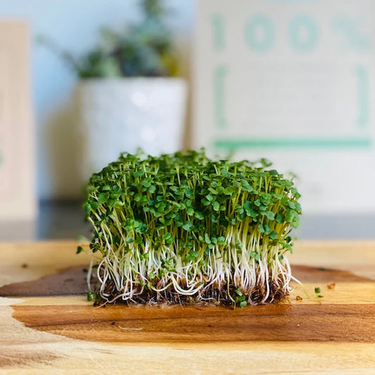 Arugula