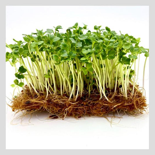 Kale