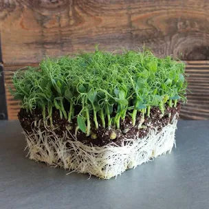 Pea Tendrils